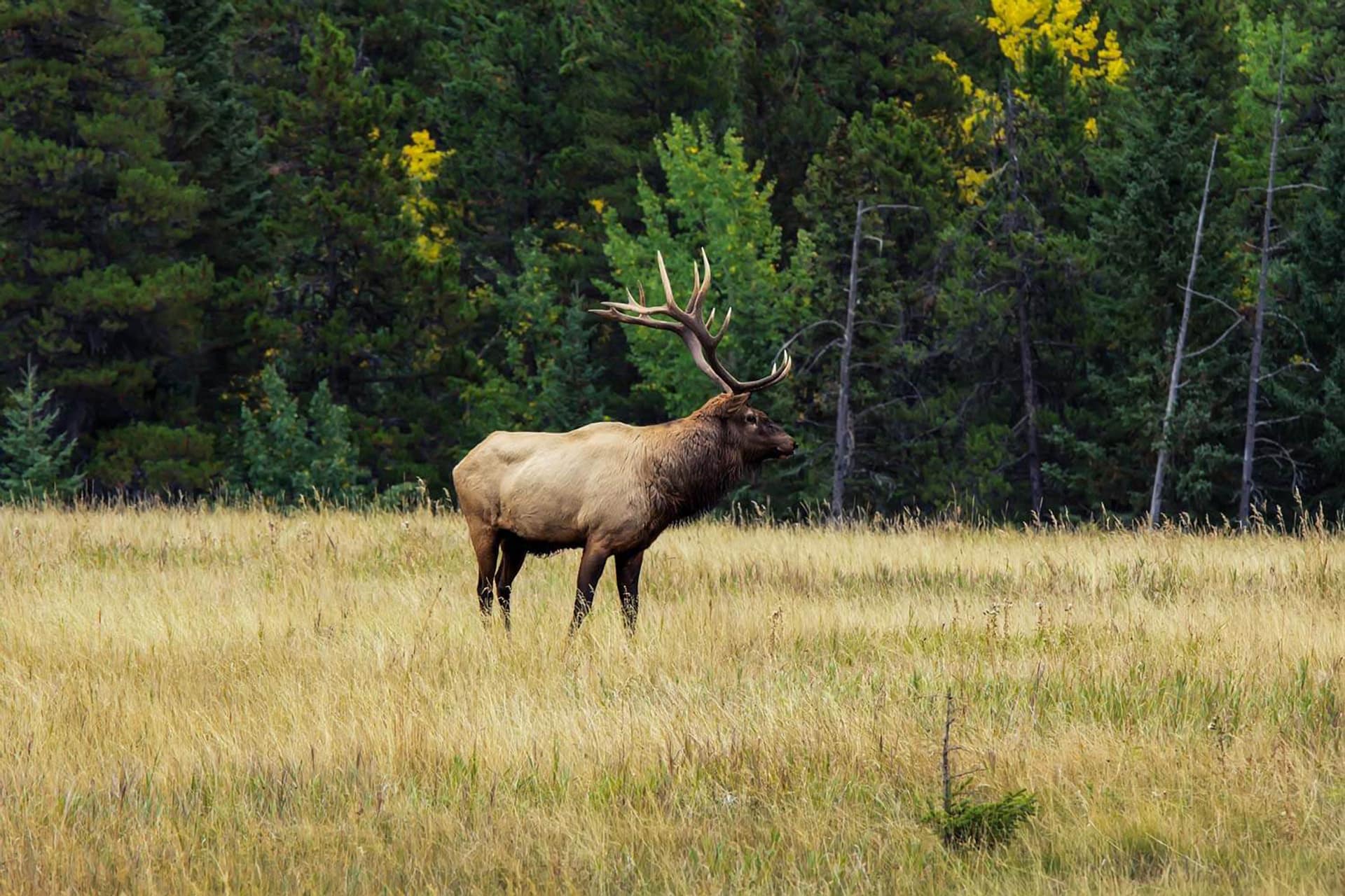 Banff Elk Meadow